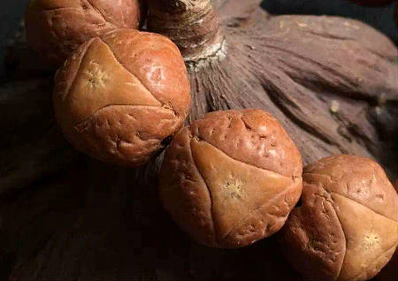 龍眼菩提在佛教里的意義