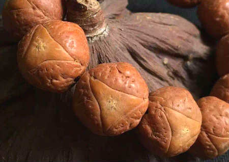龍眼菩提怎么盤玩