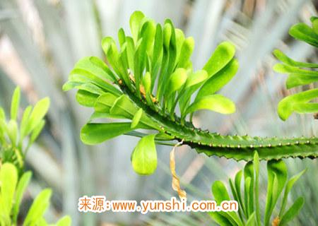 可以辟邪的風(fēng)水植物有哪些