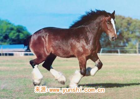 什么吉祥物可以旺官運