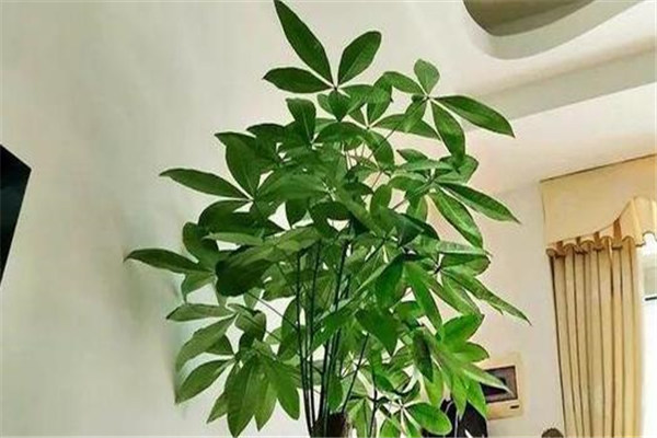 鎮(zhèn)宅招財旺人的植物