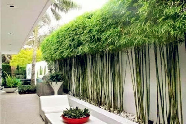 竹子擺放風水禁忌