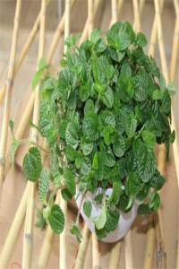 ?家里不能種的植物有什么