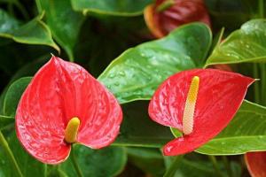 辦公室綠植擺放風(fēng)水忌諱，辦公室怎樣養(yǎng)綠植旺事業(yè)