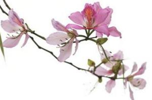 卜算子算命網(wǎng)