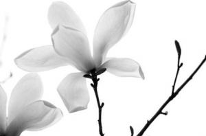 卜算子算命網(wǎng)