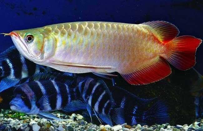 風(fēng)水魚，風(fēng)水魚要怎么擺放，風(fēng)水魚養(yǎng)幾條好