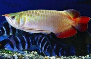 風(fēng)水魚，風(fēng)水魚要怎么擺放，風(fēng)水魚養(yǎng)幾條好