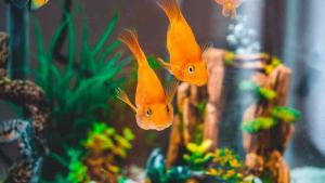 美發(fā)店魚缸風(fēng)水學(xué)，魚的顏色風(fēng)水，美發(fā)店養(yǎng)魚風(fēng)水講究_資