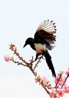 喜鵲風(fēng)水寓意有哪些象征，喜鵲的風(fēng)水意義？