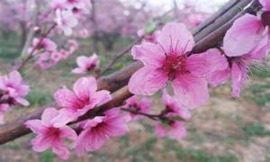 甲午日柱女命桃花旺嗎 桃花運(yùn)很好