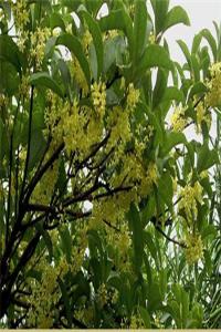 桂花樹鎮(zhèn)宅還是招鬼？