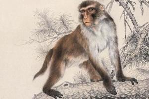 1992年是苦命猴還是富猴，十猴九苦是真的嗎？
