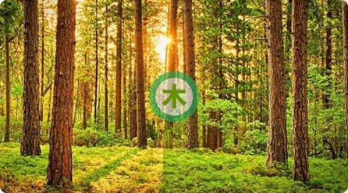 五行屬木的字大全女孩