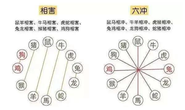 生肖相沖真的不能在一起嗎，怎么化解？