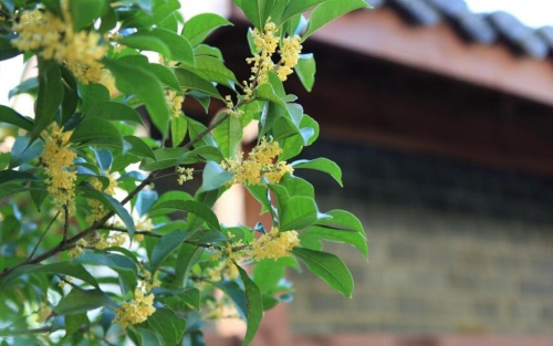 大門外面鎮(zhèn)宅擋煞最厲害的樹(shù)有哪些？