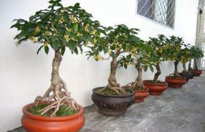 院子里種桂花樹的風(fēng)水禁忌
