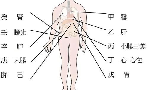 天干代表人身體的部位，十天干對(duì)應(yīng)身體各部位詳解！