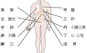 天干代表人身體的部位，十天干對(duì)應(yīng)身體各部位詳解！