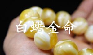 白蠟金命是什么意思