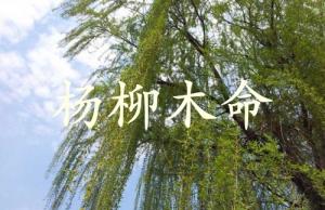 楊柳木命是什么意思