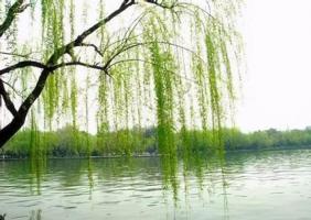 楊柳木命人適合什么行業(yè)最旺財