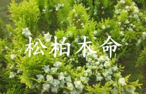 松柏木命是什么意思