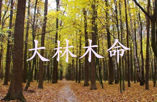 大林木命的男人的命運(yùn)