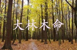 大林木命的男人的命運(yùn)