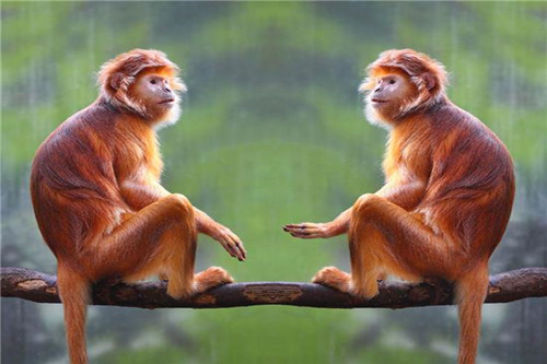 屬猴的男人性格和脾氣及愛情