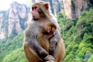 生肖猴斗不過(guò)的3個(gè)生肖