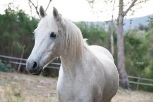 26年的馬是什么命 五行屬什么
